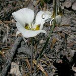 Calochortus leichtlinii Flower