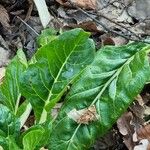 Beta vulgaris Leaf