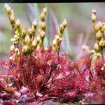 Drosera anglica Kvet