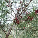 Casuarina collina 整株植物