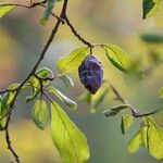 Prunus domestica Otro