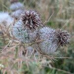 Cirsium ferox Blomst