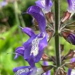 Salvia forskaehlei