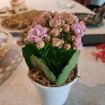 Kalanchoe aromatica Flower