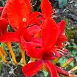 Crocosmia paniculata Flower