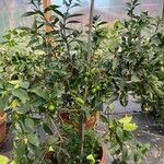 Citrus × aurantiifolia Liść