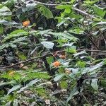 Tithonia rotundifoliaBlüte