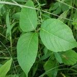 Toxicodendron rydbergii Leaf