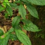 Strobilanthes cusia Leaf