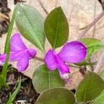 Polygaloides paucifolia 花