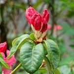 Rhododendron thomsonii Blomma