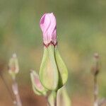 Vaccaria hispanica 花