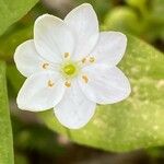 Lysimachia europaea Blomst