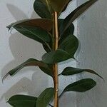 Ficus elastica Folha