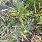 Globularia salicina Leaf