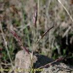 Cleistogenes serotina Flor