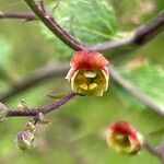 Scrophularia scorodonia Flower