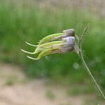 Lathyrus niger ഫലം