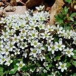 Arenaria ciliata Hábito