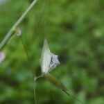 Arrhenatherum elatius 花