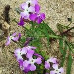 Matthiola tricuspidata Flower