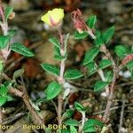 Helianthemum marifolium Buveinė