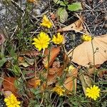 Crepis capillaris Flower