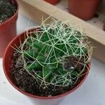 Mammillaria decipiens Foglia