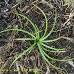 Isoetes histrix Habitus