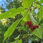 Euonymus latifolius花