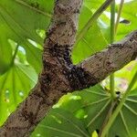 Fatsia japonica പുറംതൊലി