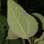 Perymenium grande Leaf