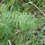 Tribulus cistoides Leaf