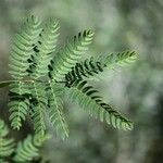 Acacia heterophylla Лист