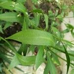 Ruscus hypoglossum Foglia