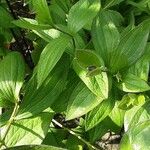 Clematis integrifolia Leaf