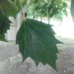 Tilia mongolica 葉