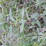 Lycopus uniflorus عادت