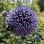 Echinops bannaticus Fula