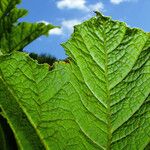 Gunnera tinctoria Leaf