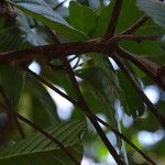 Anacardium occidentale Bark