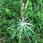 Jatropha multifida Leaf