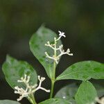 Rudgea cornifolia Flower