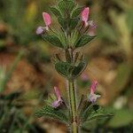 Salvia viridis Flower