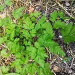 Chaerophyllum temulum Habit