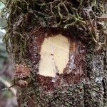 Montrouziera cauliflora Kaarna