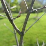 Acer tenellum 樹皮