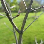 Acer tenellum Bark