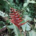 Heliconia lankesteri Flower