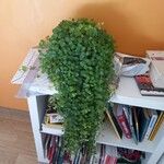 Peperomia rotundifolia Hoja